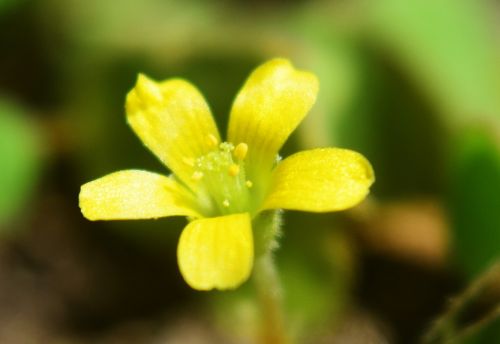 Clover Flower 2