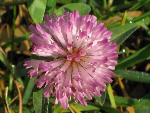 clover flower klee wild flower