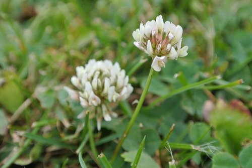 clover flower  green  flower