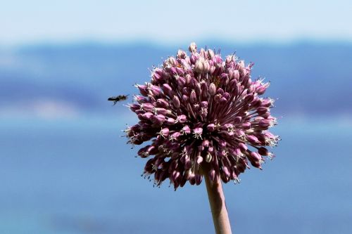 clover flower bee purple