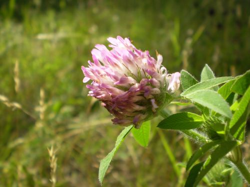 Clover Flower