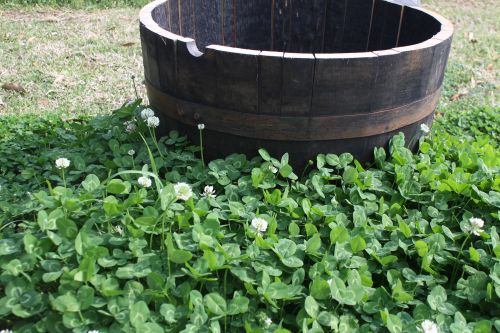 Clover With Barrel