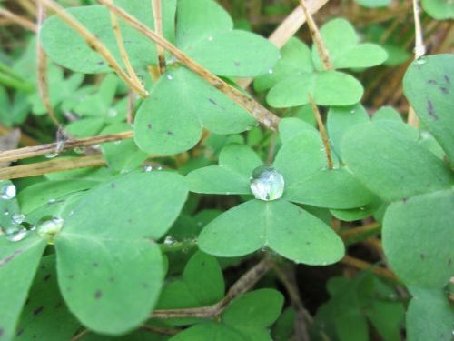 Clover With Droplet 1