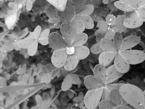 Clover With Droplet 2