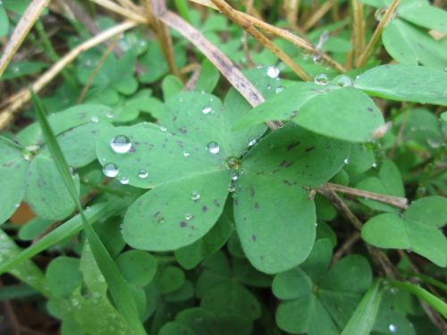 Clover With Droplets 1