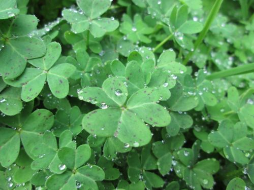 Clover With Droplets 2