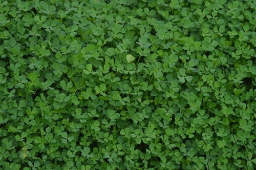 clovers plant green