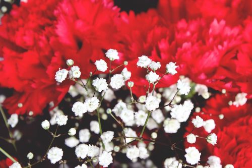 cloves red flower