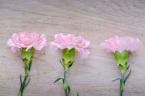 cloves pink carnation pink