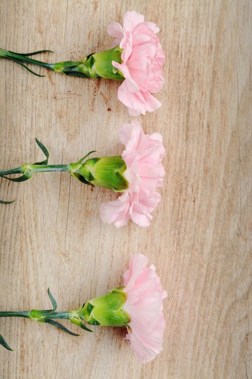 cloves pink carnation pink