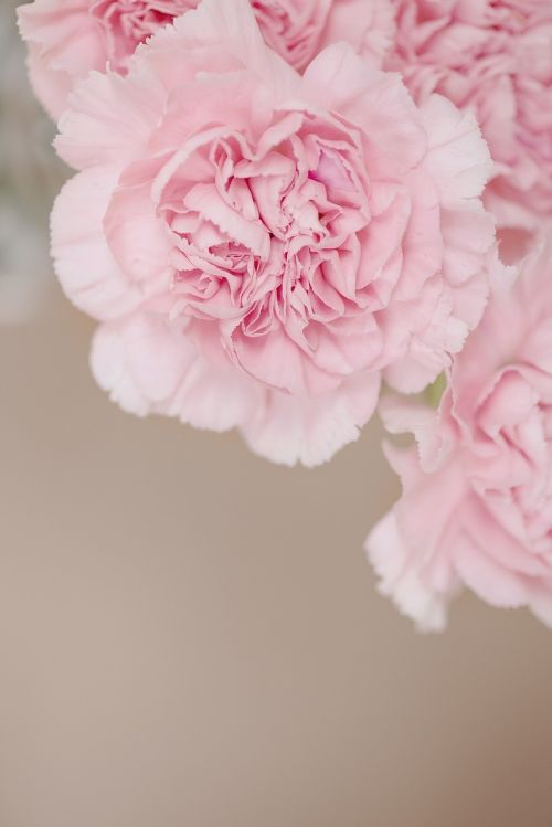 cloves flower pink