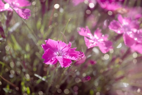 cloves  cushion flower  pink