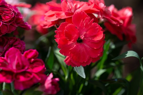 cloves  red  red carnation