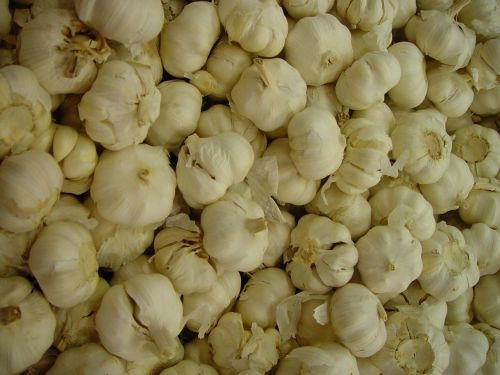 cloves endless garlic