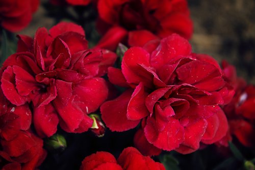 cloves  flowers  red