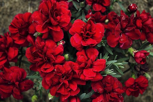 cloves  flowers  red