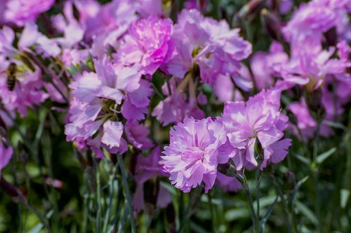 cloves  garden  dianthus