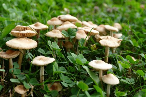 cloves schwindl inge mushrooms forest fruit