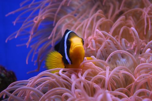 clown fish nemo animal
