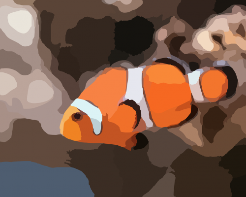clown fish anemone fish swimming