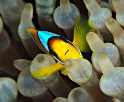 clown fish under water nemo