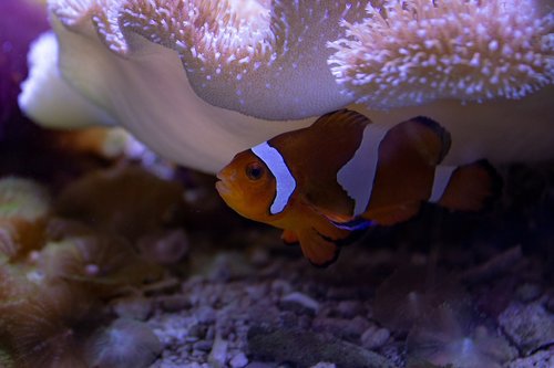 clown fish  aquarium  underwater