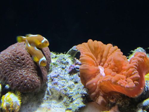 clown fish puffer fish brain coral