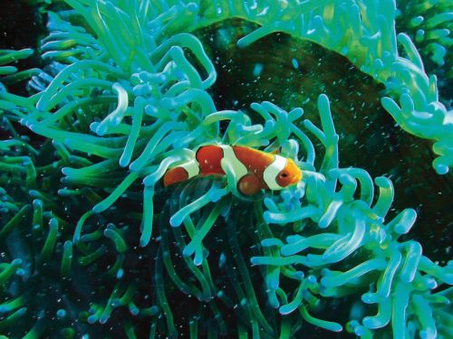 clown fish underwater diving