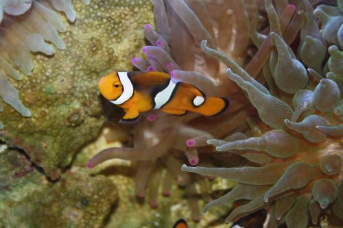 clown fish nemo underwater