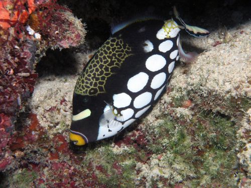 clown triggerfish tropical reef