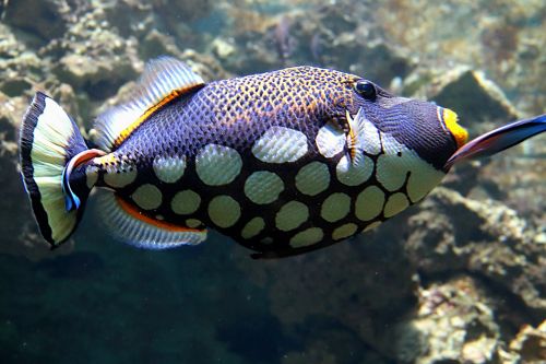 clownfish fish tropical