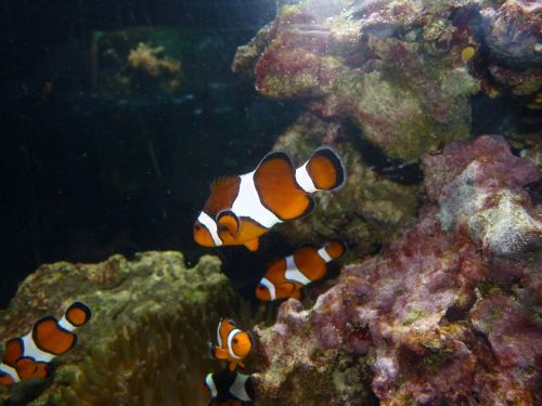 clownfish błazenek nemo