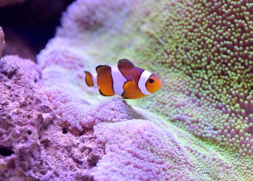 clownfish aquarium clown fish