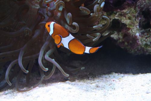 clownfish sea fish colorful fishes