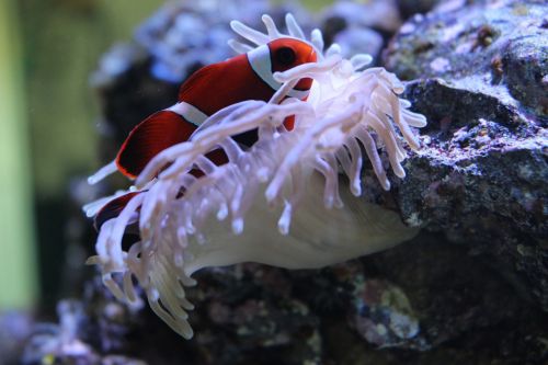 clownfish anemone aquarium