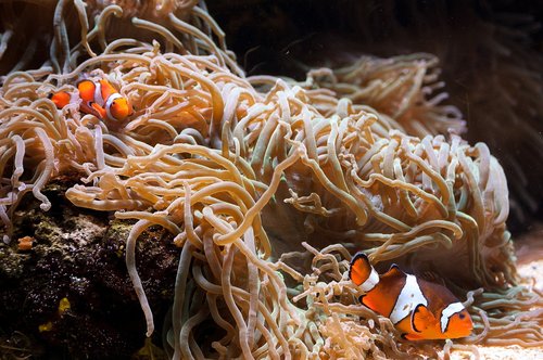 clownfish  fish  animal world