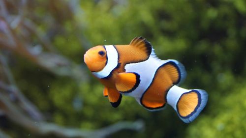 clownfish anemonefish fish