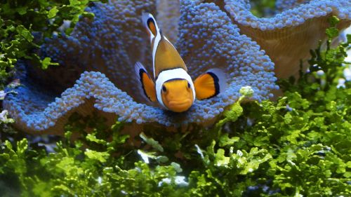 clownfish anemonefish fish
