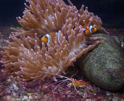 clownfish crawfish aquarium