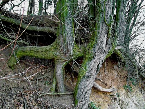 clump roots nature