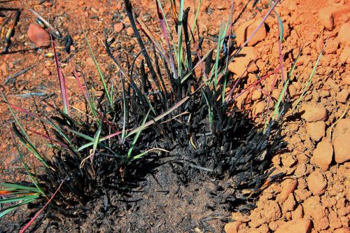 Clump Of Burnt Grass