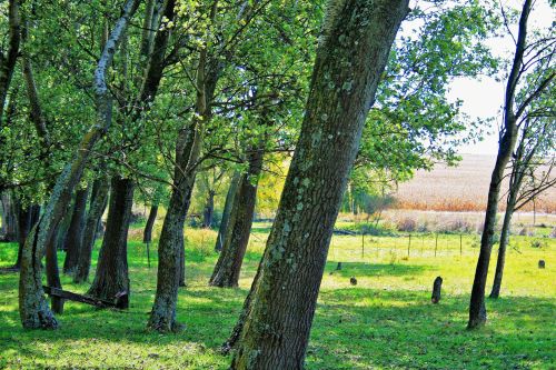 Clump Of Trees And Grass