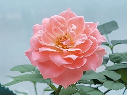 cluster rose pink