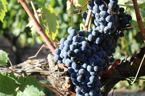 cluster  grapes  grape