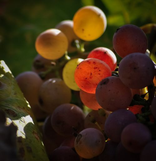 cluster grapes fruit