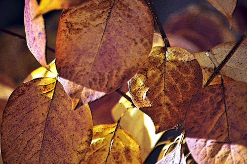 Cluster Of Autumn Leaves