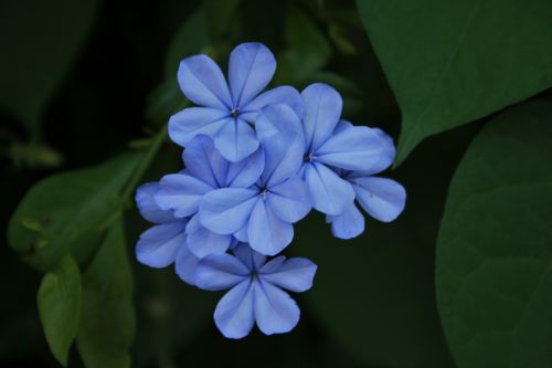 Cluster Of Blue Flowers