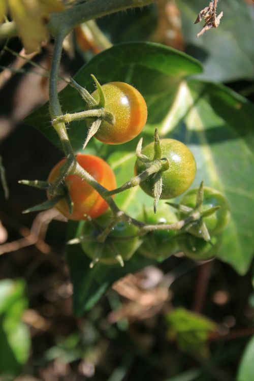 Cluster Of Cocktail Tomatoes