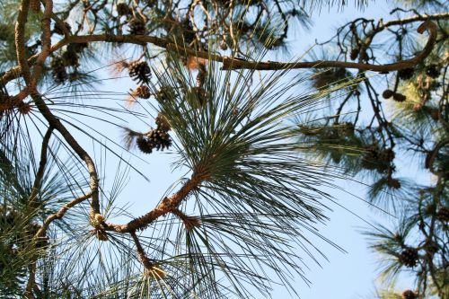 Cluster Of Pine Needles