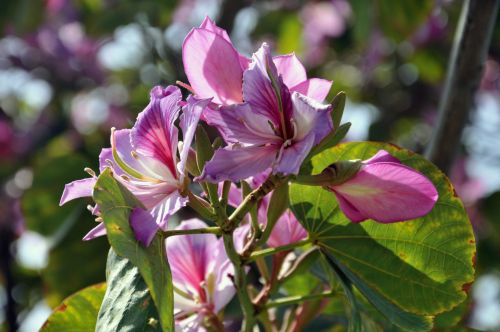 Cluster Of Pink Flowers